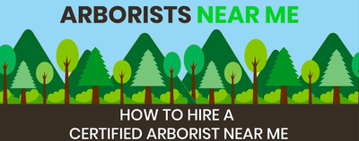 Arborist Near Me - How to Hire a Certified Arborist Near You!