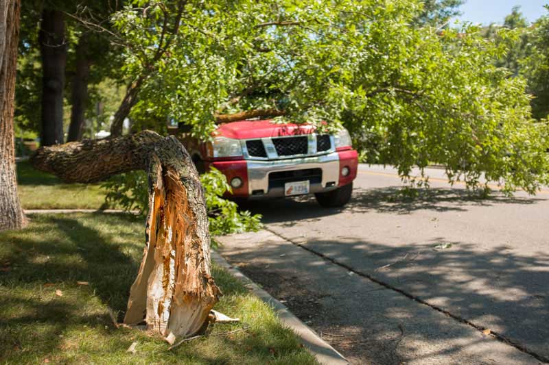 Emergency Tree Service