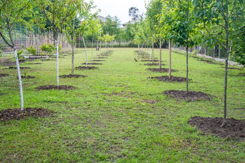 Tree Fertilization