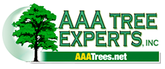 Tree Service AAA Tree Experts in Charlotte NC