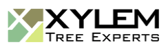 Tree Service Xylem Tree Experts in Norfolk VA