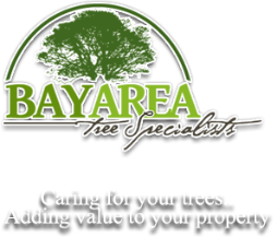 Bay Area Tree Specialists
