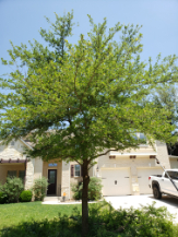 Tree Service J&S Tree Service and More in Boerne TX