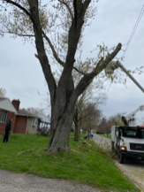 Tree Service Thompsons Tree Care in Grove City OH