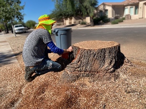 Tree Service Greenwood tree services in Mesa AZ