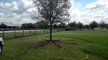 Houston Arborist Tree Service