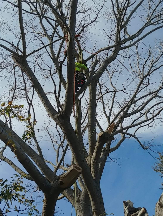 Tree Service Howe Outdoor Services LLC in Mascotte FL