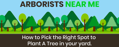 HOW TO PICK THE RIGHT SPOT TO PLANT A TREE IN YOUR YARD