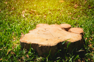 WHAT IS BETTER TREE STUMP REMOVAL OR GRINDING A STUMP?