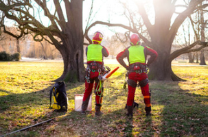WHATS THE DIFFERENCE BETWEEN AN ARBORIST AND CERTIFIED ARBORIST?
