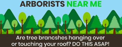 Are tree branches hanging over or touching your roof? DO THIS ASAP!