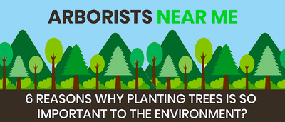 6 REASONS WHY PLANTING TREES IS SO IMPORTANT TO THE ENVIRONMENT?