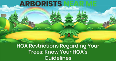 HOA Restrictions Regarding Your Trees: Know Your HOA’s Guidelines