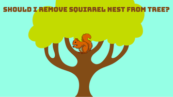 Should I remove squirrel nest from tree?