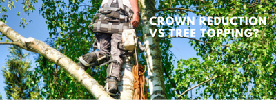 What's the difference between Crown Reduction vs Tree Topping?