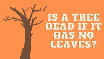 Is a tree dead if it has no leaves?