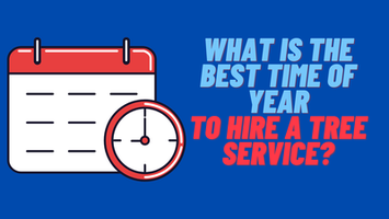 What is the best time of year to hire a tree service?