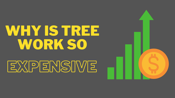 Why is tree work so expensive?