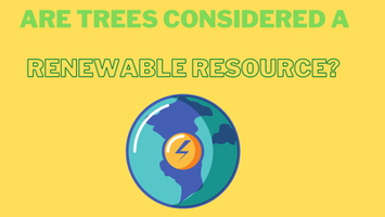 Why are trees considered a renewable resource?