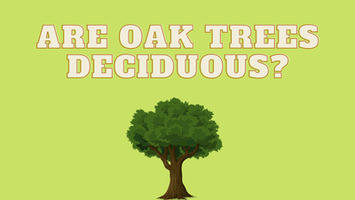Are oak trees deciduous?