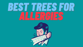 What are the best and worst trees for allergies? (2021 List)