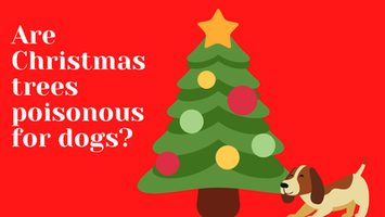 Are Christmas trees poisonous to dogs?