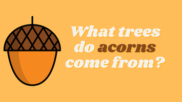 What trees do acorns come from?