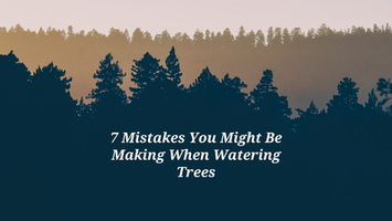 7 Mistakes You Might Be Making When Watering Trees