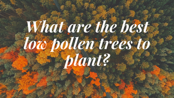 What Are The Best Low Pollen Trees To Plant?