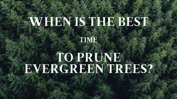 When Is The Best Time To Prune Evergreen Trees?
