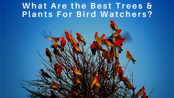 What Are The Best Trees & Plants For Bird Watchers?