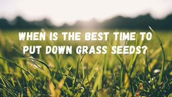 When Is The Best Time To Put Down Grass Seeds? Good and Bad For Each Season
