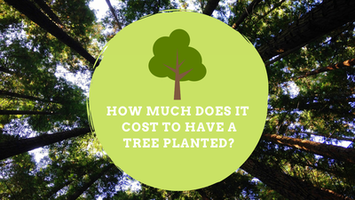 How much does it cost to have a tree planted?