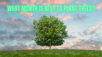 What month is best to plant trees?