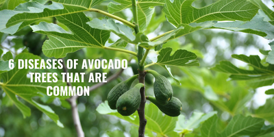 6 Diseases of Avocado Trees that are Common