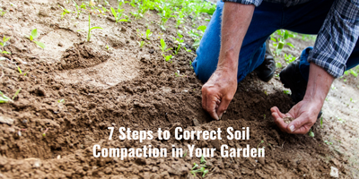 7 Steps to Correct Soil Compaction in Your Garden