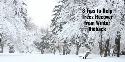 8 Tips to Help Trees Recover from Winter Dieback