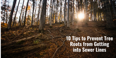 10 Tips to Prevent Tree Roots from Getting into Sewer Lines