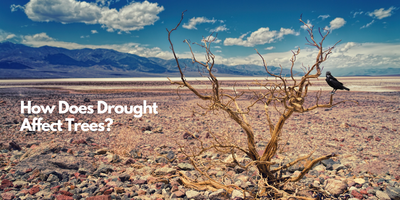 How Does Drought Affect Trees?