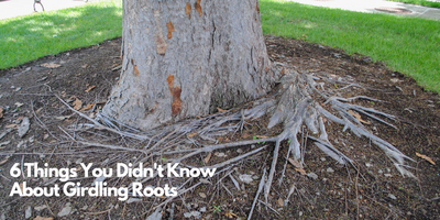 6 Things You Didn't Know About Girdling Roots
