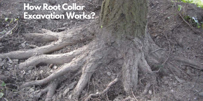 How Root Collar Excavation Works?