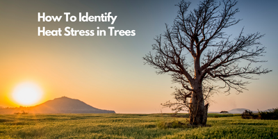 How To Identify Heat Stress in Trees