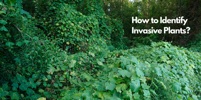 How to Identify Invasive Plants?