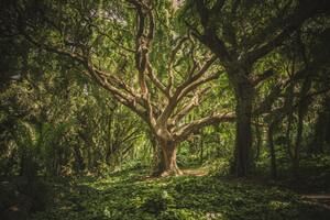 Sick Tree Symptoms - How do I know when a tree is sick