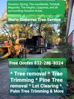 Why should i hire Mario Gutierrez tree service?