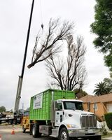 When Should You Invest in Tree Removal?