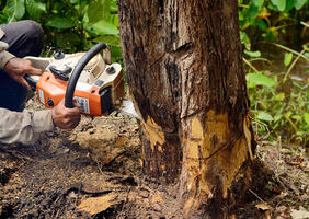 The Importance of Professional Tree Removal Services in Austin