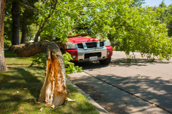 DOES HOMEOWNERS INSURANCE COVER TREE REMOVAL?