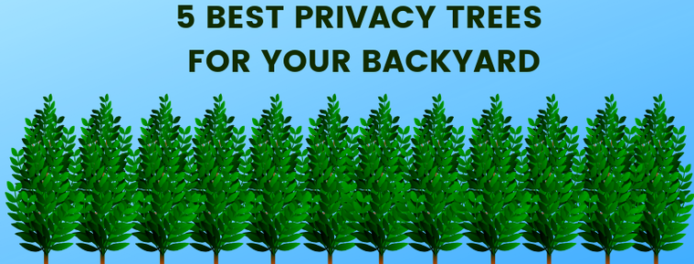 5 Best Privacy Trees For Your Backyard