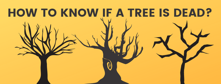HOW TO KNOW IF A TREE IS DEAD?